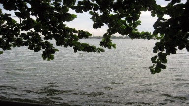  Anh có biết cây bàng bên dòng sông Đồng Nai?