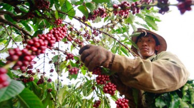  Sản xuất cà phê bền vững ứng phó với biến đổi khí hậu