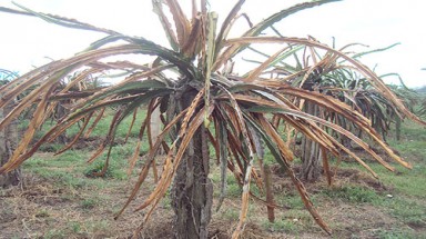  Các tỉnh Duyên hải Nam Trung bộ và Tây Nguyên thiệt hại gần 42.000 ha cây trồng do hạn hán