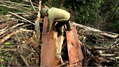 Khẩn trương xử lý tình trạng phá rừng theo thông tin trên báo chí 