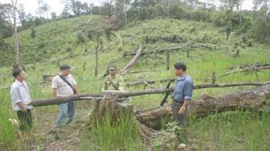   Điện Biên: Rừng già đầu nguồn suối Huổi Lực lại bị tàn phá