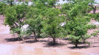 Tiền Giang: Giữ rừng phòng hộ ven biển trước thách thức biến đổi khí hậu 