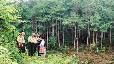  Lợi nhuận từ khai thác rừng trồng ở Việt Nam còn thấp 