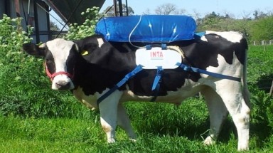   Lấy khí "đánh rắm" của bò sữa làm nhiên liệu xe hơi