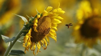  Ong mật "nghiện" thuốc trừ sâu 