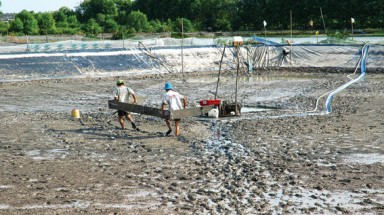  Gần 50% diện tích nuôi tôm công nghiệp tại Cà Mau bị bỏ hoang do độ mặn ngày càng cao