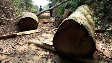  Kon Tum: Cấm phá rừng… cho vui
