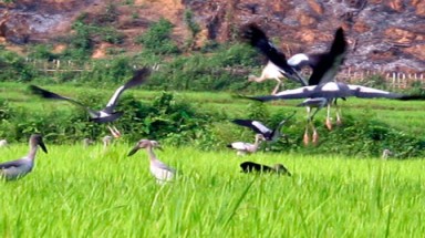  Đàn chim có tên trong Sách Đỏ bắt đầu di trú đến Điện Biên