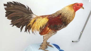  Độc đáo loài gà có chân chi chít vảy rồng ở Việt Nam