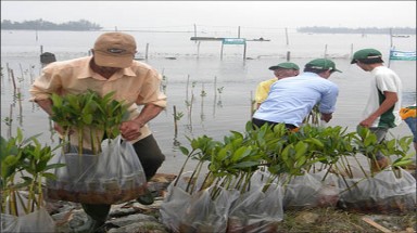  Thừa Thiên - Huế: Thực hiện lần đầu tiên mô hình trồng rừng bán ngập