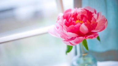  6 loại hoa nên trồng để tài lộc vào nhà