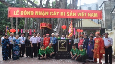  Hà Nội: Cây Đa cổ thụ trong khuôn viên đình Đại Yên được vinh danh Cây Di sản 