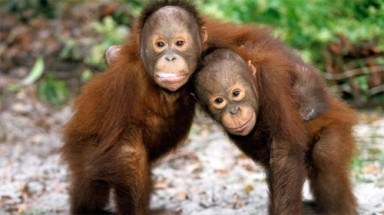  Đười ươi và tinh tinh là những loài khỉ thông minh nhất?