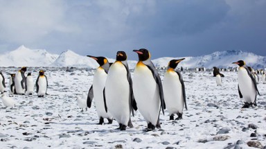 Chim cánh cụt đang bị đe dọa vì nước các vùng biển ngày càng nóng hơn
