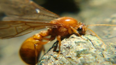 Làm thế nào để khắc phục hiện tượng mất mùa cánh kiến?