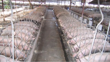   Thái Nguyên: Nhiều trang trại chăn nuôi gây ô nhiễm môi trường nghiêm trọng 