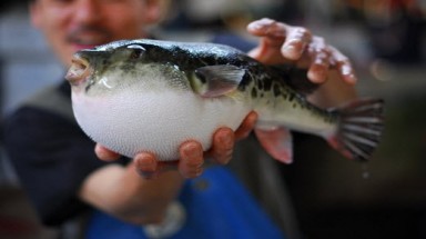 Cá nóc cực độc có giá cực đắt ở Nhật Bản