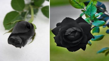  Hoa hồng đen hút hồn dân công sở