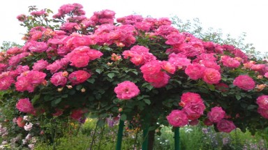  Khám phá loài hồng tree rose giá đắt đang gây sốt ở Hà Nội