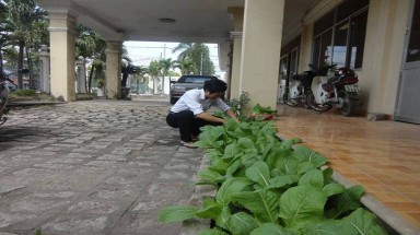  Biên Hòa: Ngại rau bẩn, nhiều người tự trồng rau sạch cho gia đình