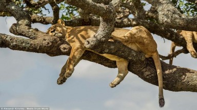  Cả đàn sư tử trèo lên cây ngủ vì nắng... nóng