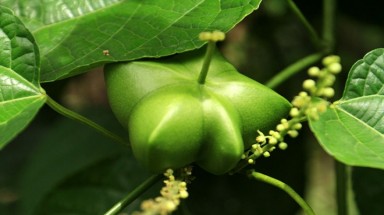 Giải mã Sachi - loài cây được mệnh danh vua của các loại hạt 