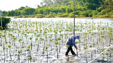  Lăng Cô phát triển mô hình trồng rừng ngập mặn dựa vào cộng đồng