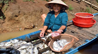  Xác định nguyên nhân cá chết ở thượng nguồn sông Sài Gòn