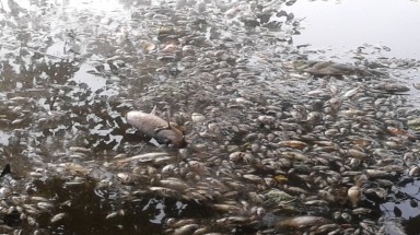   Ô nhiễm môi trường nghiêm trọng do cá chết hàng loạt tại hồ Mật Sơn, Thanh Hóa