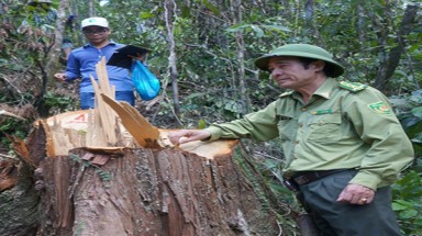  Lộ diện chủ mưu "Tập đoàn" phá rừng pơ mu xuyên quốc gia
