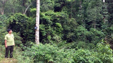 Phú Thọ: Tân Sơn chú trọng bảo vệ và phát triển rừng