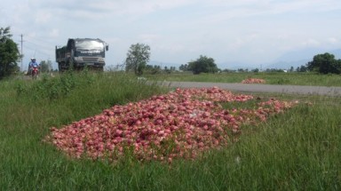  Bình Thuận: Thanh long đổ đầy đường