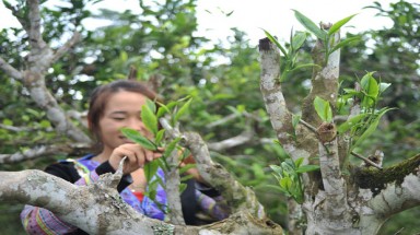  Dân Hà thành "Chơi lạ": Trồng vườn chè cổ thụ trên sân thượng