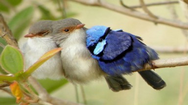  Ấn tượng với hình ảnh chim "ôm nhau" ủ ấm