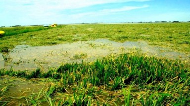  Tuyên Quang: Gần 400 ha lúa và hoa màu bị ngập do mưa lũ 