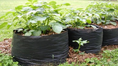  Dùng túi rác để trồng khoai tây