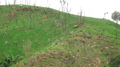   22.000 ha rừng bị mất: Hệ lụy từ nạn phá rừng ở Điện Biên