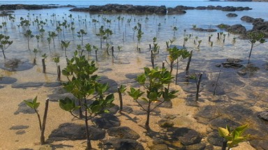  Độ che phủ rừng trên đảo Phú Quý đạt trên 45%