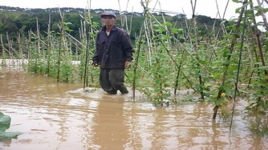  Thái Nguyên: Mưa lũ làm gần 1.000 ha lúa và hoa màu ngập sâu trong nước