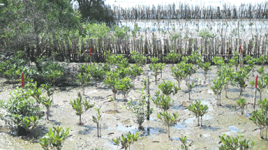  Cà Mau triển khai trồng rừng phòng hộ ven biển