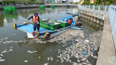  Khắc phục tình trạng cá chết trên kênh Nhiêu Lộc - Thị Nghè