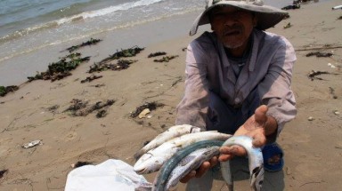  Nhiều mẫu cá tại Hà Tĩnh nhiễm chất độc xyanua, phenol