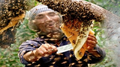 85% mật ong tại Cà Mau không nguyên chất