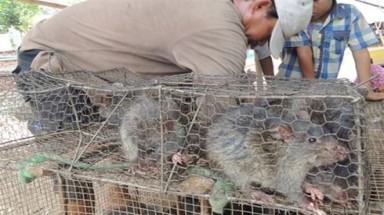  “Công nghệ” xuất khẩu chuột đồng Campuchia vào Việt Nam 