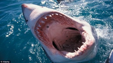  Cá mập thích tấn công đàn ông hơn phụ nữ