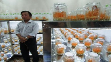 Chuyển giao công nghệ sản xuất đông trùng hạ thảo Việt Nam