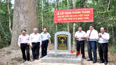  Hai cây cổ thụ ở Vườn Quốc gia Lò Gò - Xa Mát được công nhận là cây Di sản Việt Nam 
