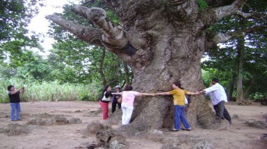  20 tỷ đồng chăm sóc đặc biệt hàng trăm cây cổ thụ ở Trà Vinh 