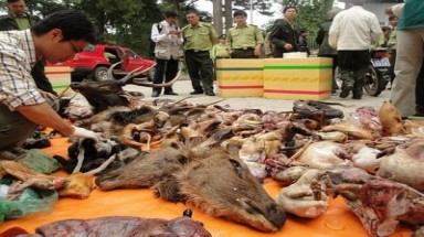  Chỉ thị của Thủ tướng về đấu tranh với hành vi xâm hại động vật hoang dã