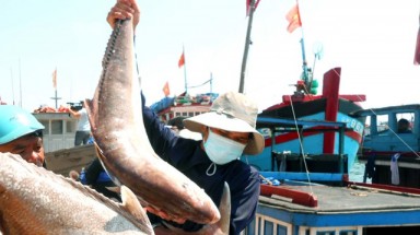  132 mẫu hải sản tầng đáy ở bốn tỉnh miền Trung có phenol